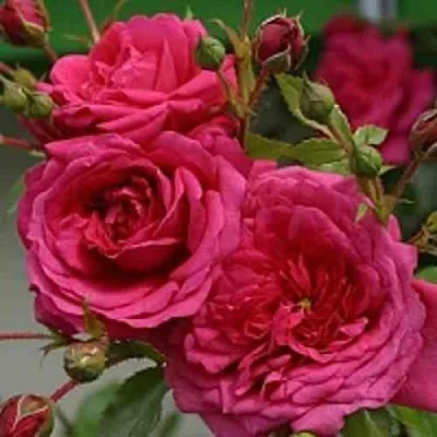 Саженцы роз ЛАГУНА плетистая  Саженцы роз ЛАГУНА плетистая в Томске