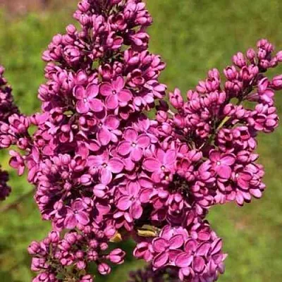 Сирень ЗНАМЯ ЛЕНИНА  Сирень ЗНАМЯ ЛЕНИНА в Томске