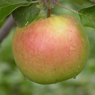 Яблоня БРЯНСКОЕ ЗОЛОТИСТОЕ  Яблоня БРЯНСКОЕ ЗОЛОТИСТОЕ в Томске
