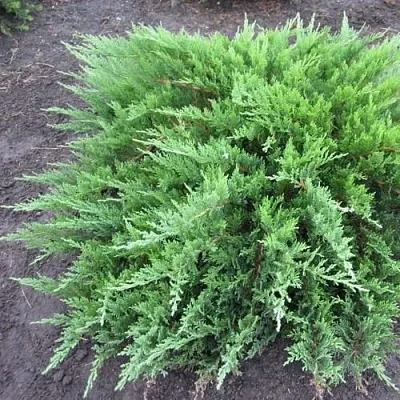 Можжевельник ТАМАРИСЦИФОЛИЯ казацкий  Можжевельник ТАМАРИСЦИФОЛИЯ казацкий в Томске