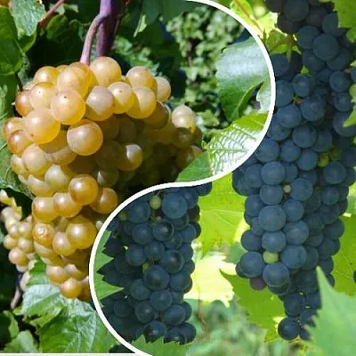 Комплект ИНЬ-ЯНЬ в Томске