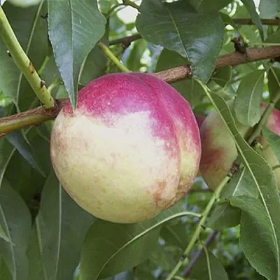 ПИЧЕРИН  ПИЧЕРИН в Томске