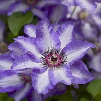 Клематис МОНИНГ СКАЙ  Клематис МОНИНГ СКАЙ в Томске