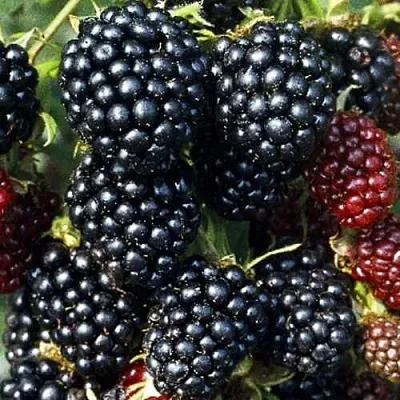 Ежевика ЭВЕРГРИН бесшипная  Ежевика ЭВЕРГРИН бесшипная в Томске