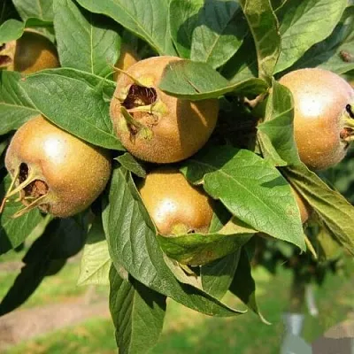 МУШМУЛА   МУШМУЛА  в Томске