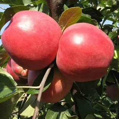 Яблоня ЗАСЛАВСКОЕ  Яблоня ЗАСЛАВСКОЕ в Томске