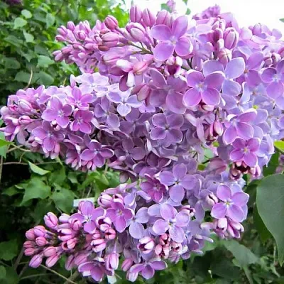 Сирень ОЛЯ  Сирень ОЛЯ в Томске