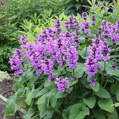 Буквица крупноцветковая в Томске