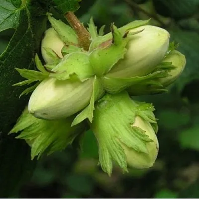 Фундук ТАМБОВСКИЙ ПОЗДНИЙ  Фундук ТАМБОВСКИЙ ПОЗДНИЙ в Томске