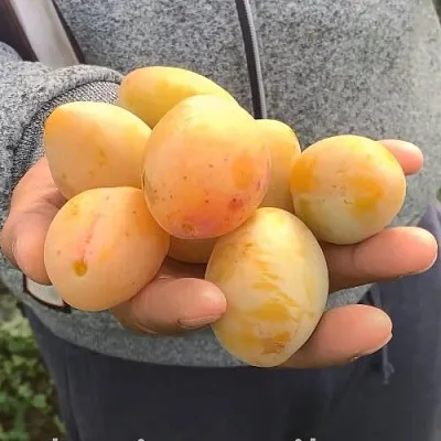 Слива ЯХОНТОВАЯ  Слива ЯХОНТОВАЯ в Томске