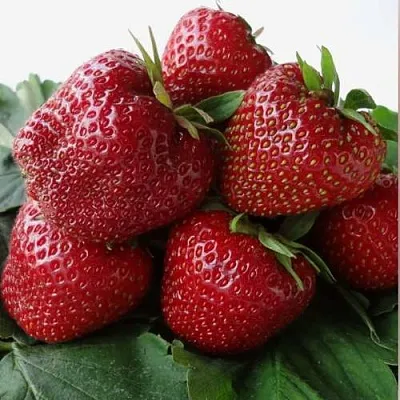 Клубника НАБИЛА  Клубника НАБИЛА в Томске