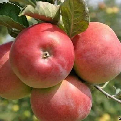 Яблоня ВЭМ-РОЗОВЫЙ  Яблоня ВЭМ-РОЗОВЫЙ в Томске