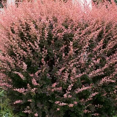 Барбарис РОУЗ ГЛОУ тунберга  Барбарис РОУЗ ГЛОУ тунберга в Томске