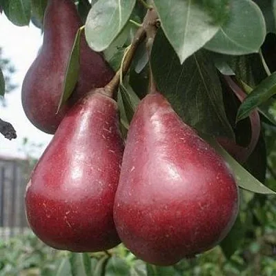 Груша СТАРКРИМСОН в Томске