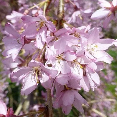 Сакура ПЕНДУЛА РУБРА в Томске