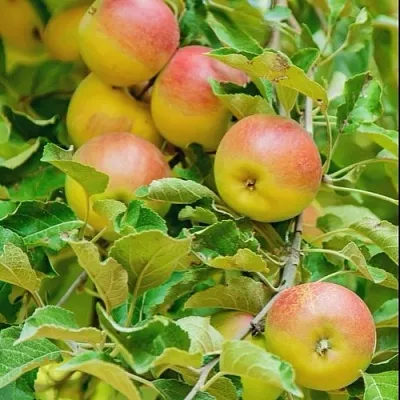 Яблоня ПАМЯТЬ БЛЫНСКОГО колонновидная  Яблоня ПАМЯТЬ БЛЫНСКОГО колонновидная в Томске