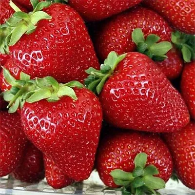 Клубника СКАЛА  Клубника СКАЛА в Томске