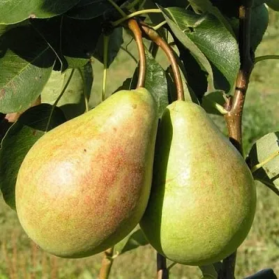 Груша ДУХМЯНАЯ в Томске
