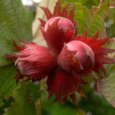 Фундук МОСКОВСКИЙ РУБИН  Фундук МОСКОВСКИЙ РУБИН в Томске