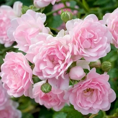 Саженцы роз ЗЕ ФЕЙРИ почвопокровная  Саженцы роз ЗЕ ФЕЙРИ почвопокровная в Томске