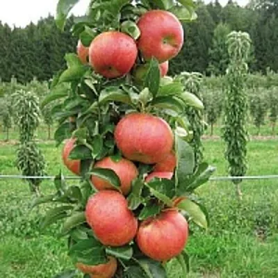 Яблоня ЯНТАРНОЕ ОЖЕРЕЛЬЕ колонновидная  Яблоня ЯНТАРНОЕ ОЖЕРЕЛЬЕ колонновидная в Томске
