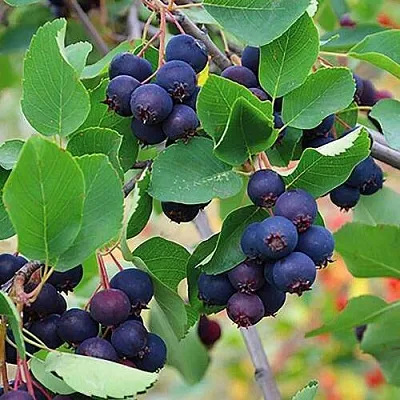 Ирга THIESSEN  Ирга THIESSEN в Томске