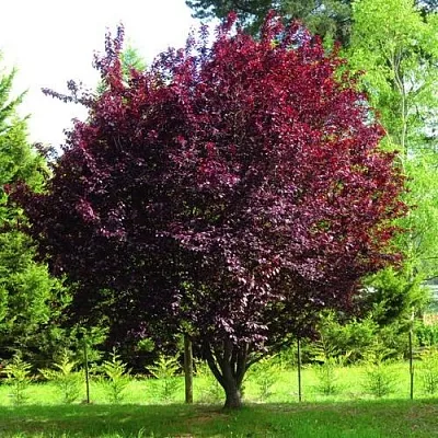 Декоративная  Декоративная в Томске