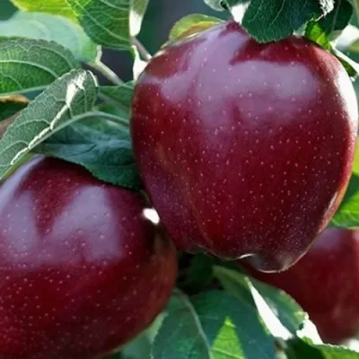 Яблоня РЕД ЧИФ в Томске