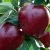 Яблоня РЕД ЧИФ в Томске