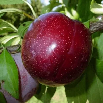 ШАРАФУГА  ШАРАФУГА в Томске