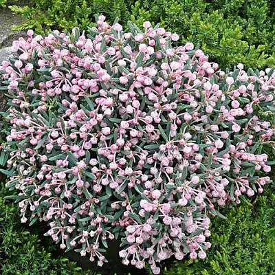 Андромеда БЛЮ АЙС многолистная  Андромеда БЛЮ АЙС многолистная в Томске