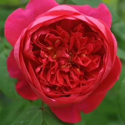 Саженцы роз БЕНДЖАМИН БРИТТЕН шраб  Саженцы роз БЕНДЖАМИН БРИТТЕН шраб в Томске