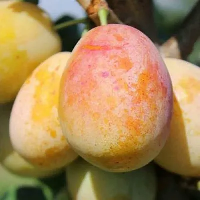 АПРИМИРА  АПРИМИРА в Томске