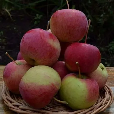 Яблоня РОДНИКОВАЯ  Яблоня РОДНИКОВАЯ в Томске