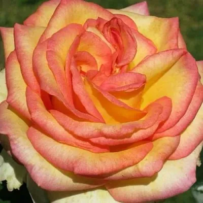 Саженцы роз АМАЗОНКА чайно-гибридная  Саженцы роз АМАЗОНКА чайно-гибридная в Томске