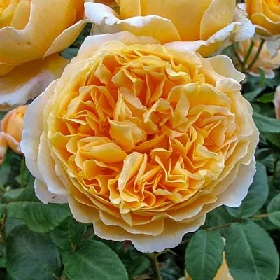 Саженцы роз БЕАТРИС английская  Саженцы роз БЕАТРИС английская в Томске