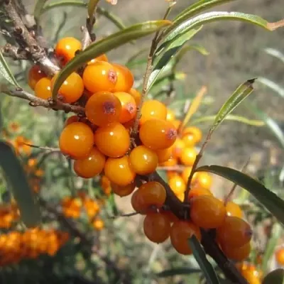 Облепиха СУДАРУШКА  Облепиха СУДАРУШКА в Томске