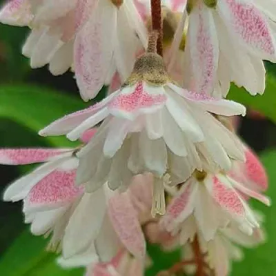 Дейция РОЗЕА ПЛЕНА — описание сорта Дейция РОЗЕА ПЛЕНА в Томске