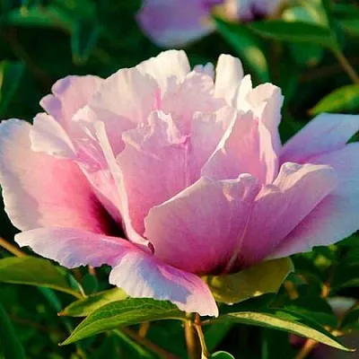 Пион ВРАТА ХРАМА древовидный   Пион ВРАТА ХРАМА древовидный  в Томске