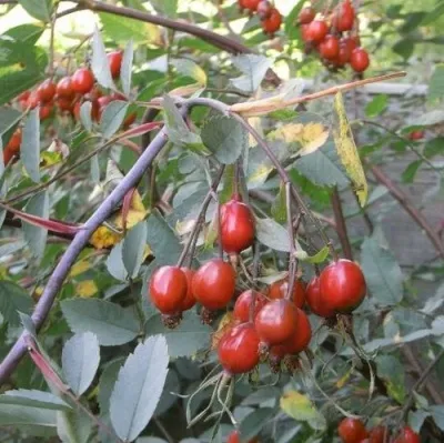 Саженцы роз сизая — описание сорта Саженцы роз сизая в Томске