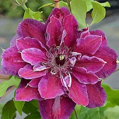 Клематис МАЙ БЬЮТИ  Клематис МАЙ БЬЮТИ в Томске