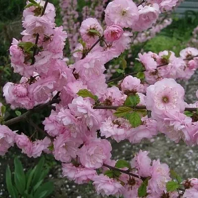 Миндаль ТРЁХЛОПАСТНЫЙ (луизеания)  Миндаль ТРЁХЛОПАСТНЫЙ (луизеания) в Томске