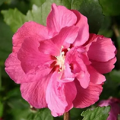 Гибискус ДЮК ДЕ БРАБАНТ сирийский  в Томске