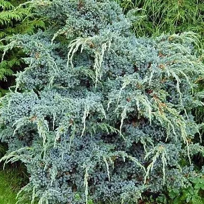 Можжевельник БЛЮ АЛЬПС китайский  Можжевельник БЛЮ АЛЬПС китайский в Томске