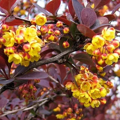 Барбарис СУПЕРБА оттавский   Барбарис СУПЕРБА оттавский  в Томске