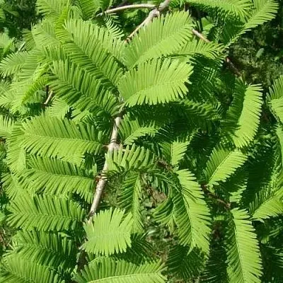 Метасеквойя  ГЛИПТОСТРОБОИДНАЯ   Метасеквойя  ГЛИПТОСТРОБОИДНАЯ  в Томске