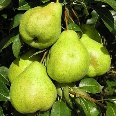 Груша АВГУСТОВСКАЯ РОСА в Томске