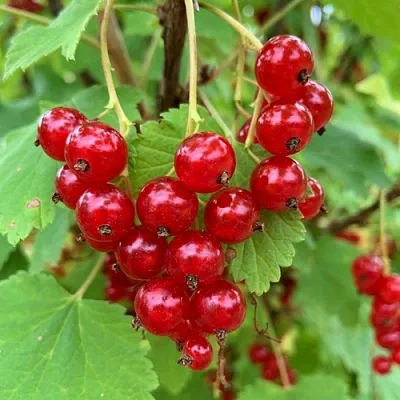 Смородина красная МААРСЕС ПРОМИНЕНТ  Смородина красная МААРСЕС ПРОМИНЕНТ в Томске