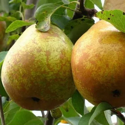 Груша БЕЛОРУСКА в Томске
