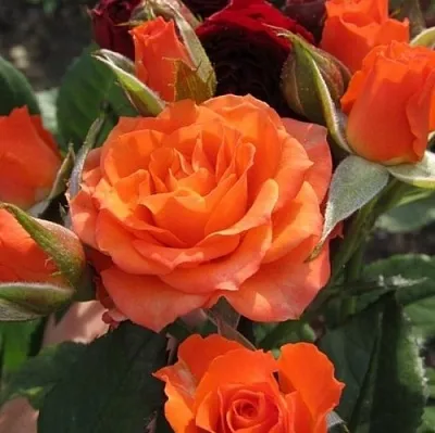 Саженцы роз АЛЕГРИЯ спрей  Саженцы роз АЛЕГРИЯ спрей в Томске